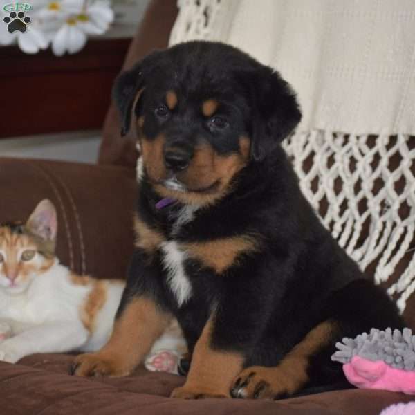 Azalea, Bernese Mountain Dog Mix Puppy